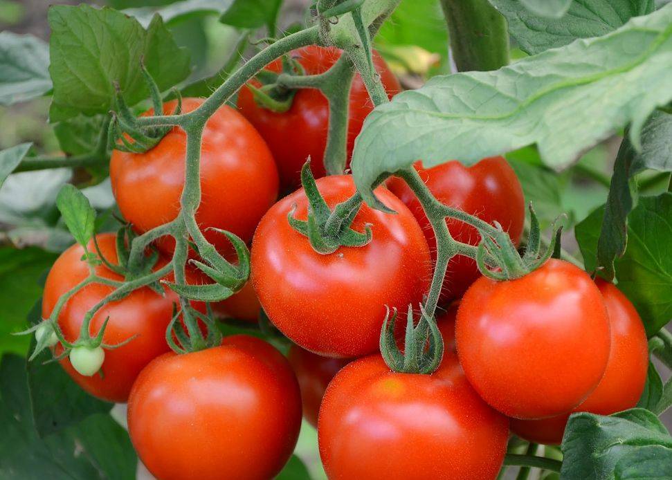 Сорт томата «кардинал»: описание, характеристика, посев на рассаду, подкормка, урожайность, фото, видео и самые распространенные болезни томатов