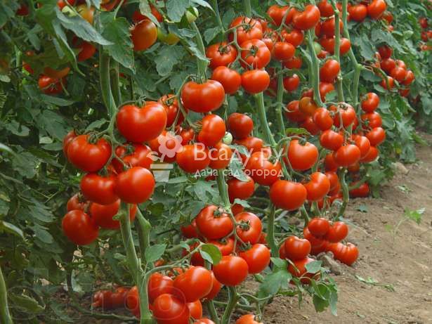 Описание метода пикировки томатов по ганичкиной