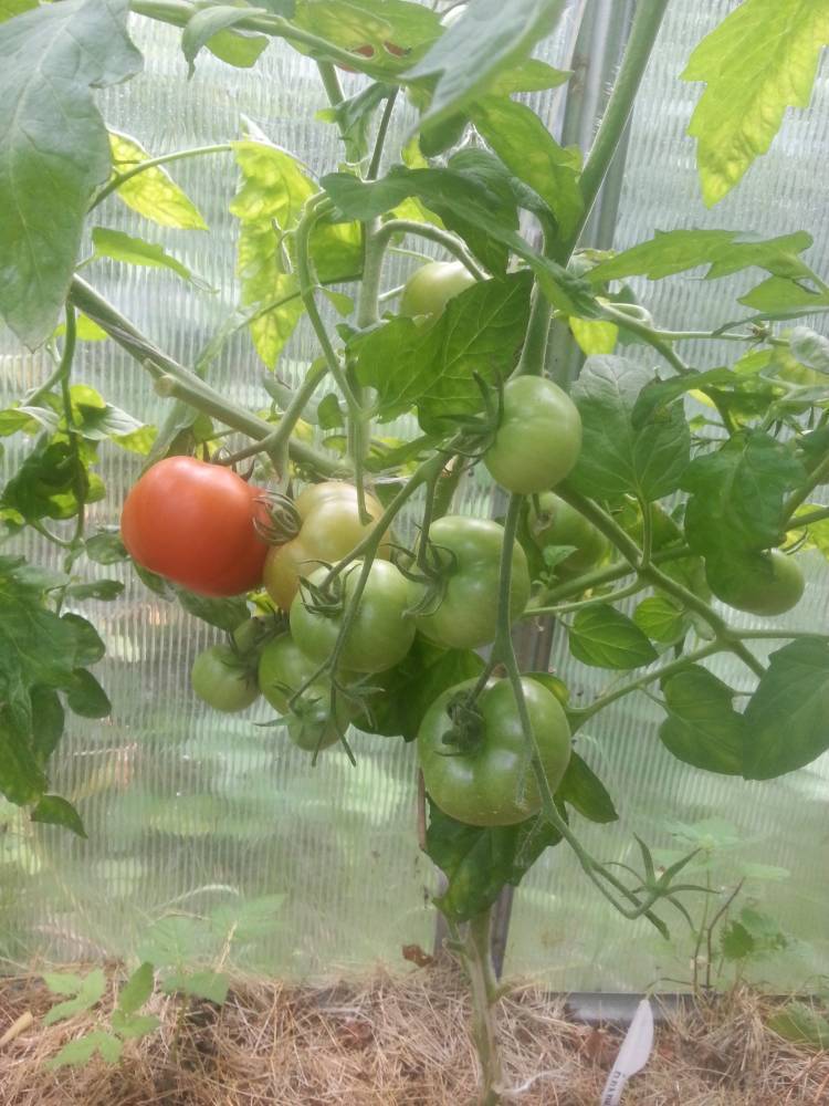 Вкусный сорт с длительной урожайностью — томат алей: советы садоводов по посадке и уходу