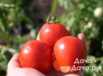 Описание сорта томата корейский длинноплодный, его характеристика и урожайность