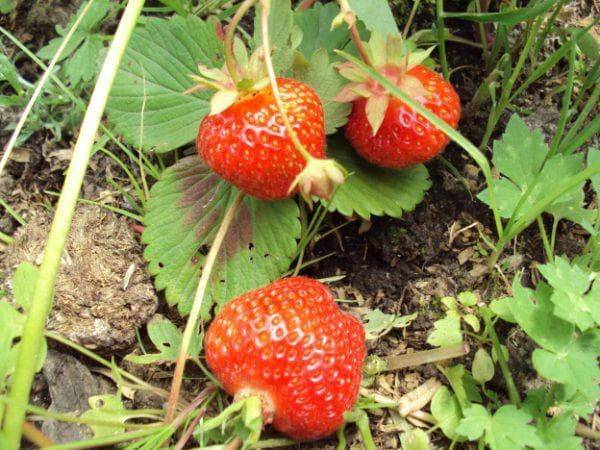Клубника элиане — ягода для вдумчивых садоводов