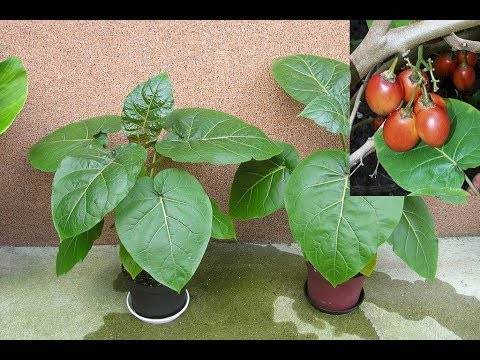 Как вырастить и ухаживать за помидорным деревом