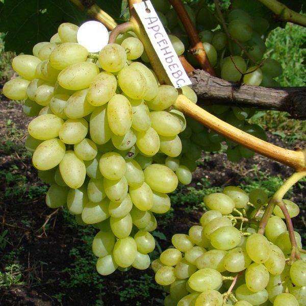Описание и характеристики винограда сорта саперави, регион произрастания и уход