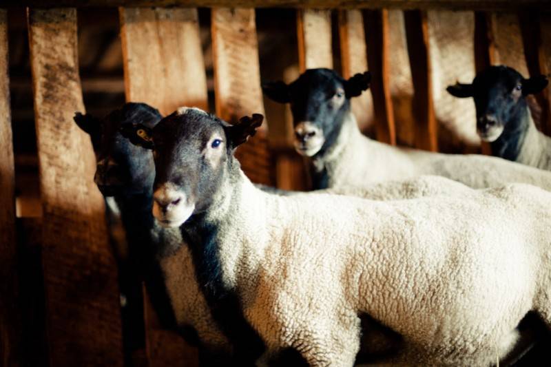 Описание и характеристика овец ташлинской породы, правила содержания