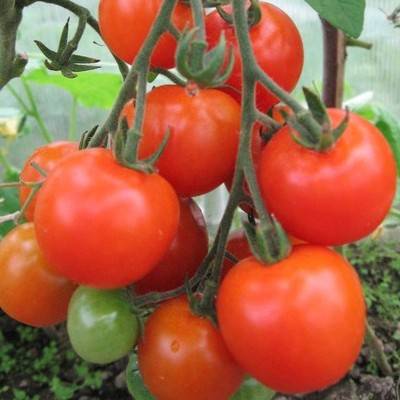 Сорт томата «миллионер»: фото, видео, отзывы, описание, характеристика, урожайность