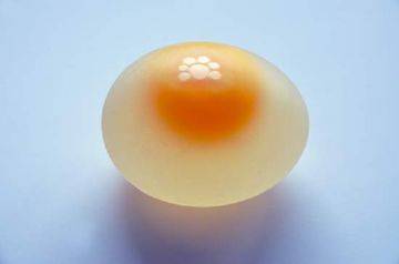 Куры несут маленькие яйца: причины и что делать?