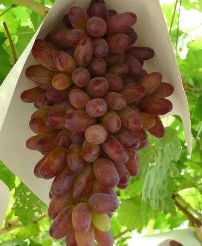 Сорт винограда «маникюр фингер»