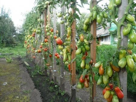 2 способа выращивания высокорослых помидоров, а также схема посадки томатов в теплице