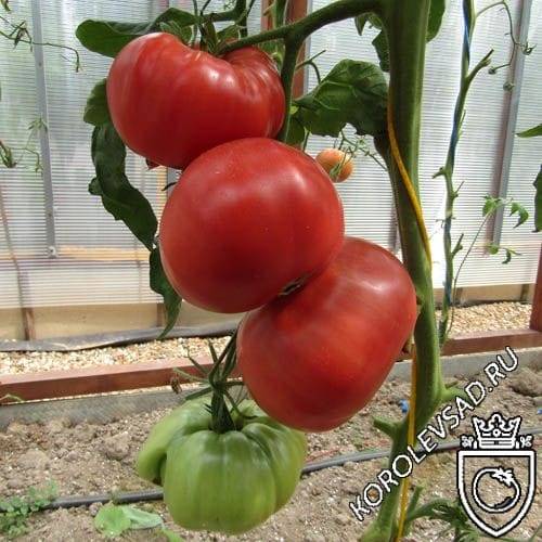 Выращиваем помидоры японский краб
