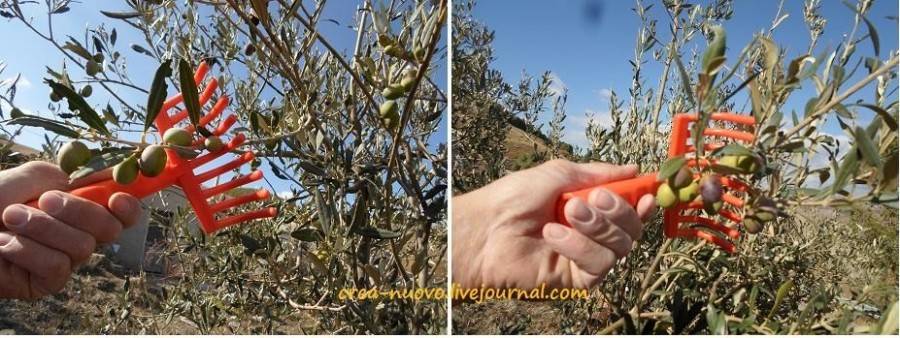 Сбор и хранение осенних сортов яблок: когда собирать и какие плоды оставлять на зиму?