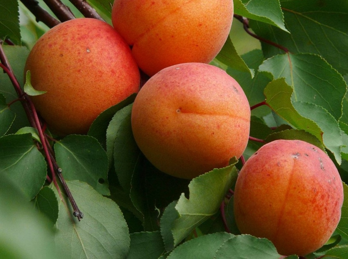 Сорт абрикоса алеша