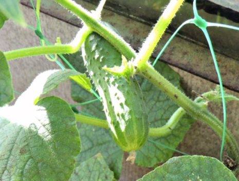 Огурцы сорта паратунка: ботанические характеристики, показатели урожайности и правила выращивания