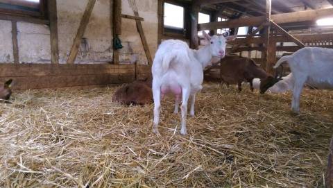 Чешская коза: описание, характеристики, условия содержания породы