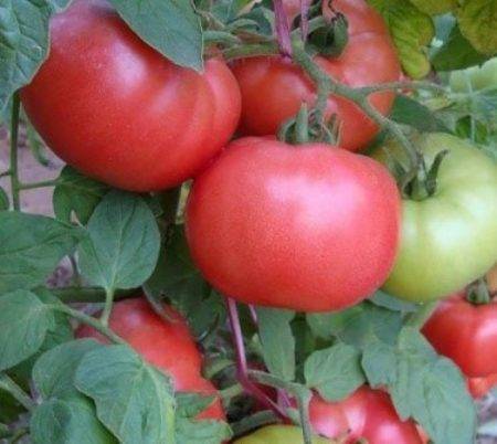 Описание сорта томатов алтайский розовый урожайность