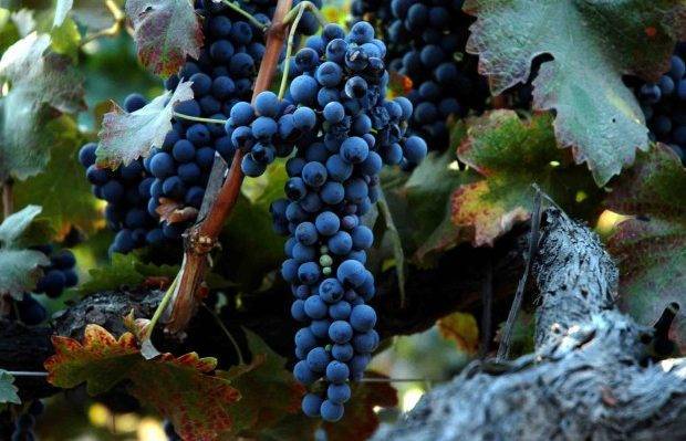 Описание и характеристики винограда сорта Сира, где растет и выращивание