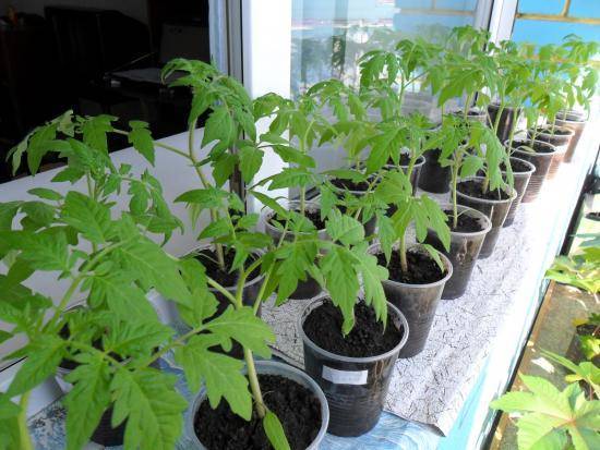 Выращивание рассады томатов по методу ганичкиной