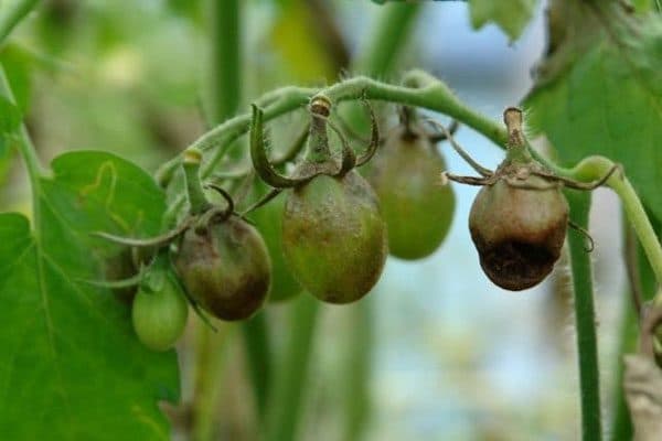 Профилактика фитофторы: спасаем помидоры в открытом грунте