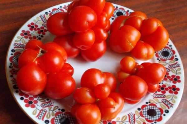 Друг начинающего садовода — томат «челнок»: описание и характеристика сорта, особенности выращивания