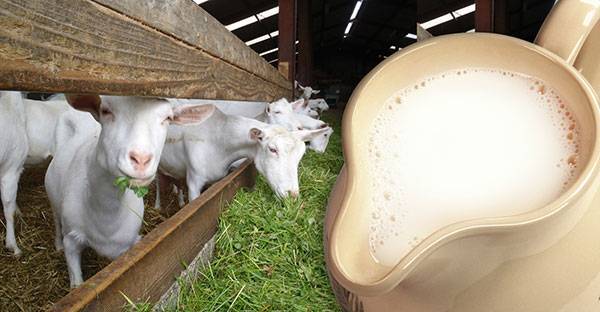 Почему козье молоко сворачивается при кипячении