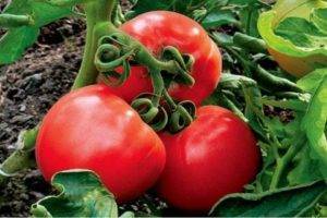 Описание сорта томата Винтейдж вайн, его характеристика и урожайность