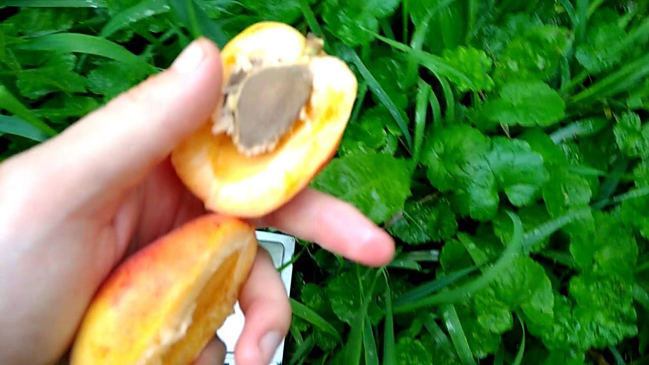 Описание и характеристики сорта абрикоса Харгранд, выращивание и уход
