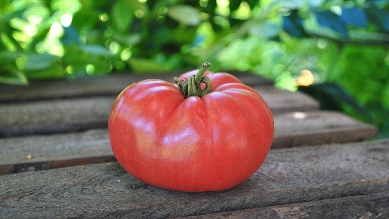 Урожайный малыш с хорошим иммунитетом – сорт томата «титан розовый»: описание и основные характеристики