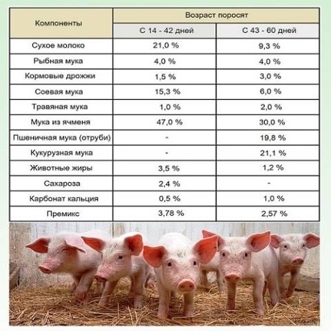 Какой премикс для свиней лучше: состав кормовой добавки
