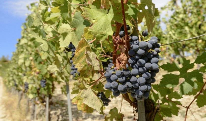 Описание винограда сорта Мукузани, правила посадки и ухода