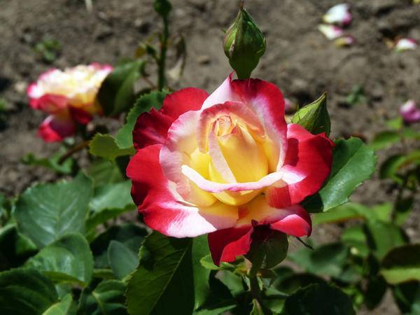 Выращиваем чайно-гибридные розы и выбираем сорта