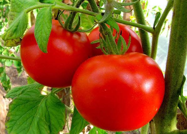 Устойчивый к похолоданиям, продуктивный томат — северная малютка: характеристики сорта и советы по выращиванию