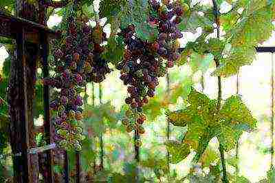 Выращивание винограда по технологии для получения отличного урожая