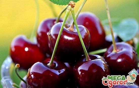 Сорт вишни «кармин джуэл» — основные особенности выращивания