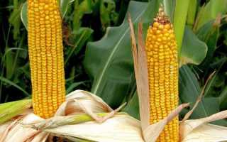 Описание сортов разноцветной кукурузы, ее использование