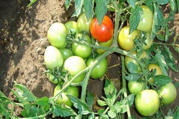 Сорт томата «премиум f1»: описание, характеристика, посев на рассаду, подкормка, урожайность, фото, видео и самые распространенные болезни томатов