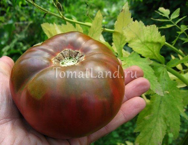 Описание сорта томата Аппетитный и его характеристики