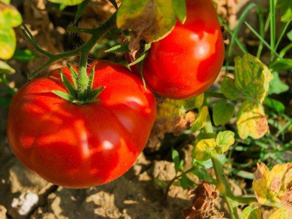 Гибрид томата «русский размер f1»: фото, отзывы, описание, характеристика, урожайность