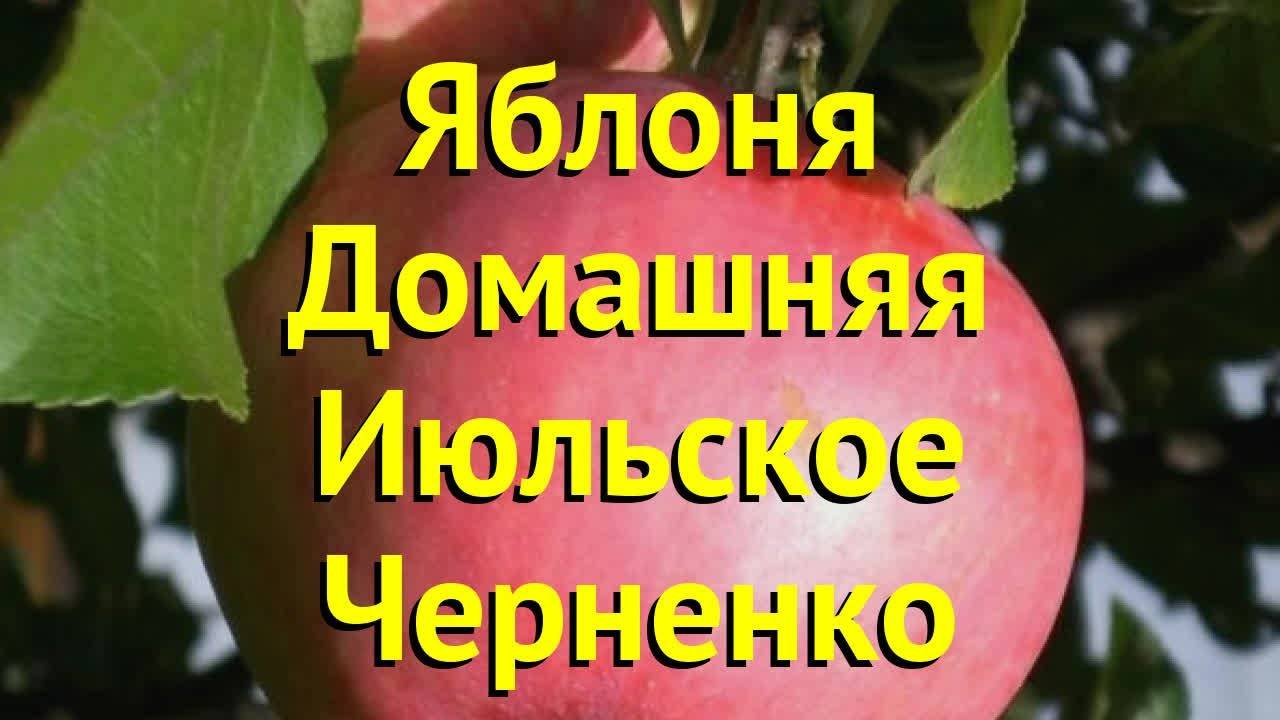 Яблоня июльское черненко — особенности сорта