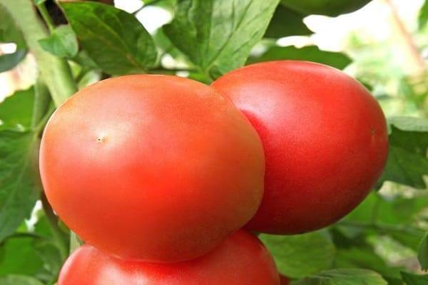 Популярный среди фермеров биф-томат «розовый мясистый», описание сорта