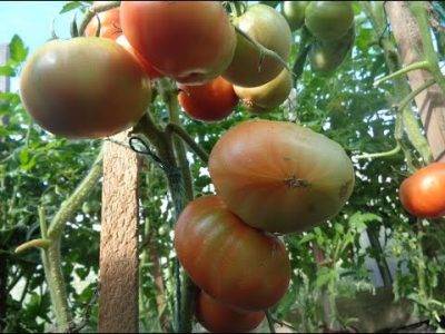 Почему трескаются помидоры, как этого избежать?