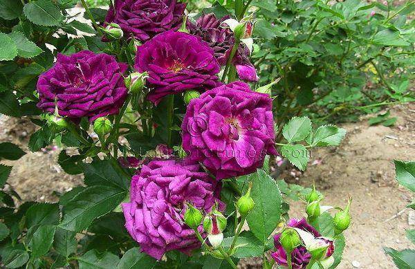 Описание сортов фиолетовых роз, посадка, выращивание и уход