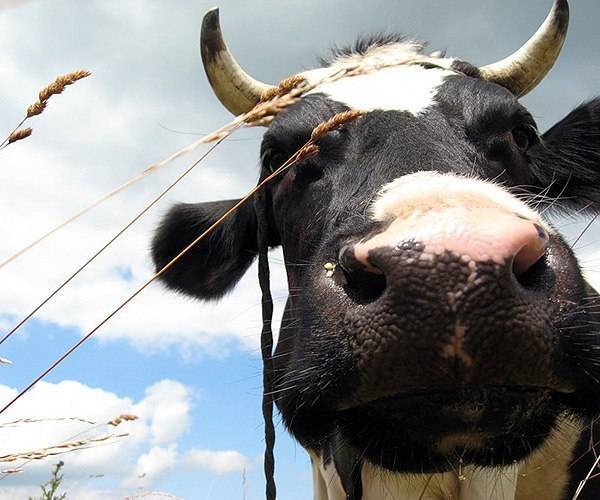 Описание и характеристика коров красно-пестрой породы, их содержание