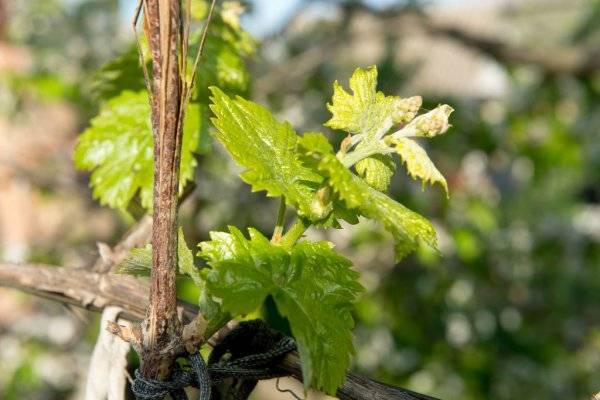 Что делать, если пересаженный на постоянное место виноград плохо растет и чего ему не хватает