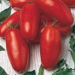 Как выращивать томаты сорта челнок