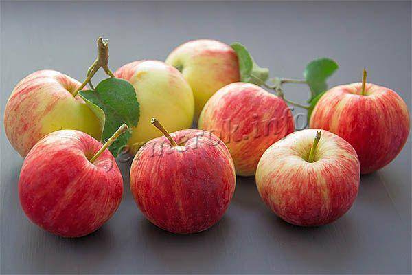 Описание и характеристики сорта яблонь июльское черненко, история и выращивание