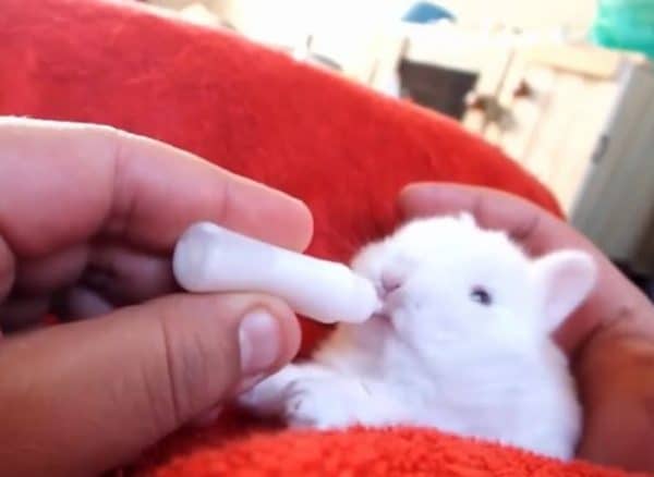 Почему крольчиха ест своих крольчат