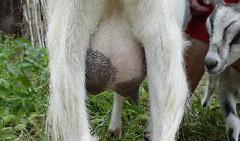 Почему и в чем причина крови в молоке у коровы, что делать для лечения