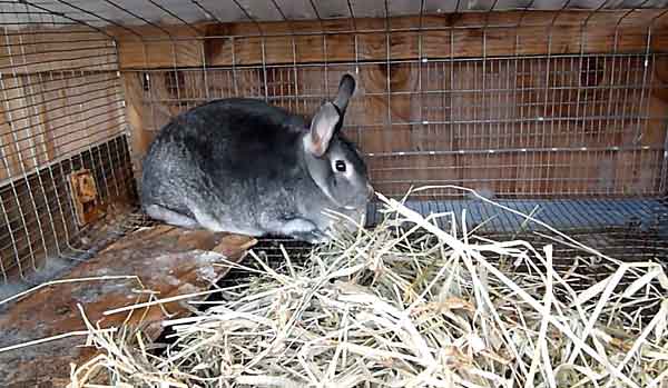 Размножение кроликов: готовим особей к спариванию
