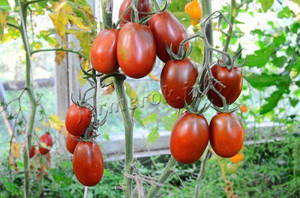 Описание сорта томата мадейра, особенности выращивания и ухода