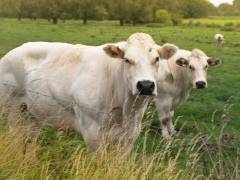 Бельгийские голубые коровы: описание и особенности породы