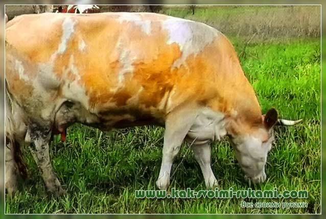 Коровы герефордской породы: описание содержания и продуктивности